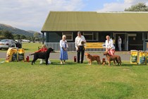 Championship Show Malvern