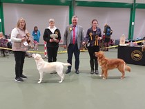 United Retriever Club Open Show 26th October 2022