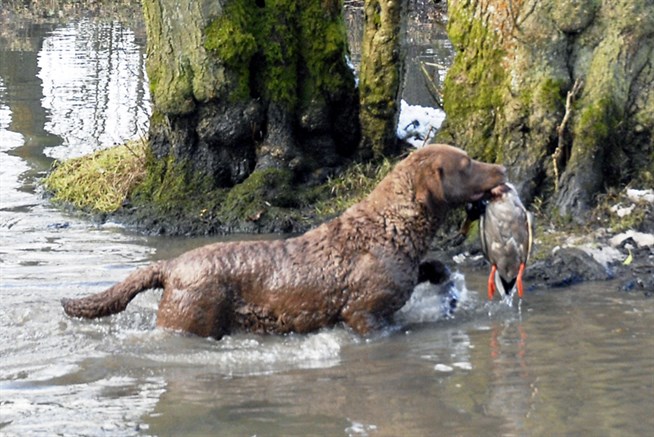 Chessie Comming Out Of Water For Website