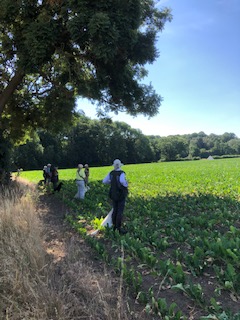 Sugar Beet Training 7 08 22